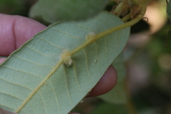 Aceria mackiei