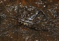 Paranemobius