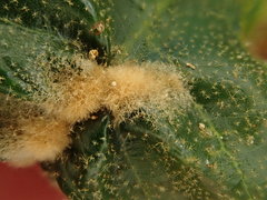Aceria mackiei