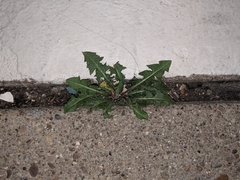 Taraxacum officinale