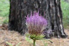 Cirsium andersonii