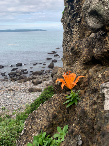 Lilium maculatum iNat (2)