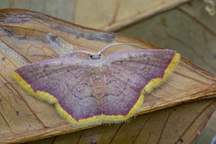 Chrysocraspeda croceomarginata