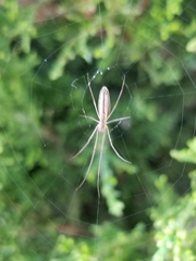 Tetragnatha