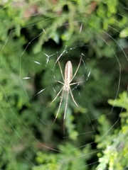 Tetragnatha