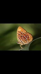 Taxila haquinus