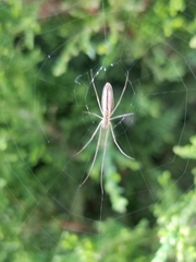 Tetragnatha