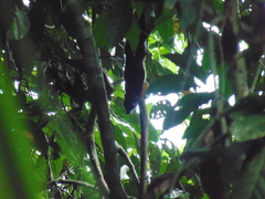 Callosciurus prevostii