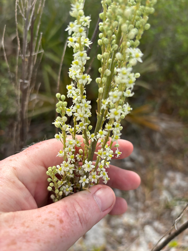 Nolina brittoniana