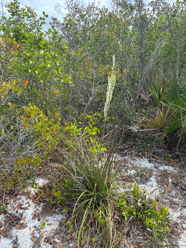 Nolina brittoniana