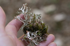 Platismatia stenophylla