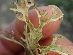 Platismatia stenophylla