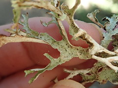 Platismatia stenophylla