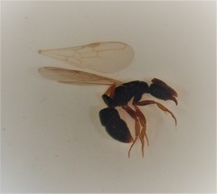 Hypoponera