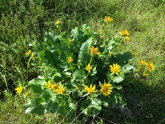 Balsamorhiza