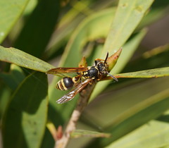 Ropalidia socialistica