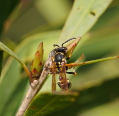 Ropalidia socialistica