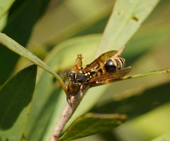 Ropalidia socialistica