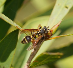 Ropalidia socialistica