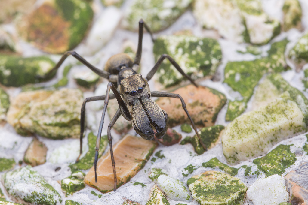 Toxeus maxillosus