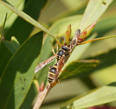 Ropalidia socialistica