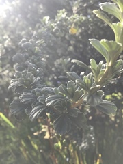 Holodiscus argenteus