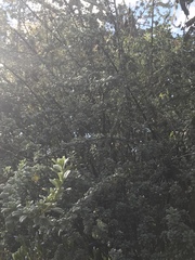 Holodiscus argenteus