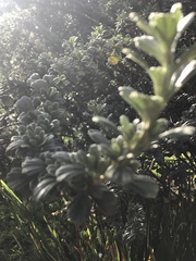 Holodiscus argenteus