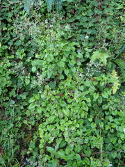 Valeriana flaccidissima