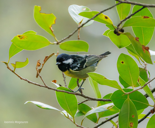 Yellow-bellied Tit (Periparus venustulus), photo 9
