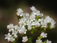 Valeriana flaccidissima