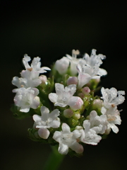 Valeriana flaccidissima
