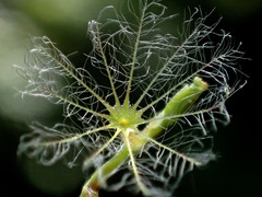 Valeriana flaccidissima