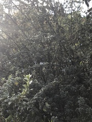 Holodiscus argenteus