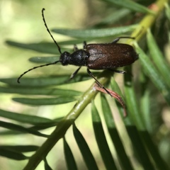 Anastrangalia sanguinea