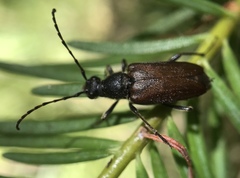 Anastrangalia sanguinea