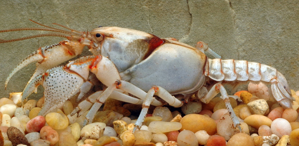 Texas Prairie Crayfish