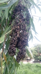 Polybia occidentalis