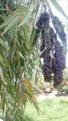 Polybia occidentalis