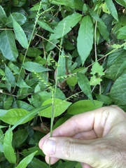 Oplismenus compositus