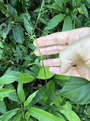 Oplismenus compositus