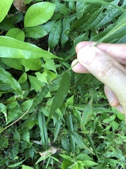 Oplismenus compositus