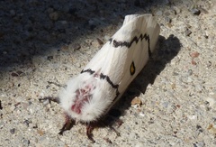 Hemileuca neumoegeni