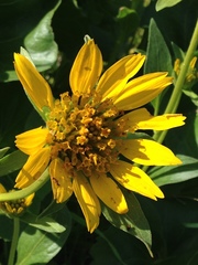 Balsamorhiza