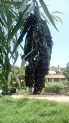 Polybia occidentalis