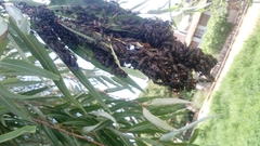 Polybia occidentalis