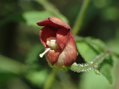 Scrophularia yoshimurae