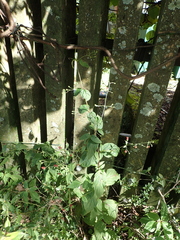 Scrophularia yoshimurae