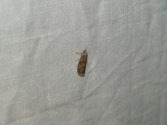 Sciota subcaesiella