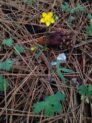 Ranunculus occidentalis